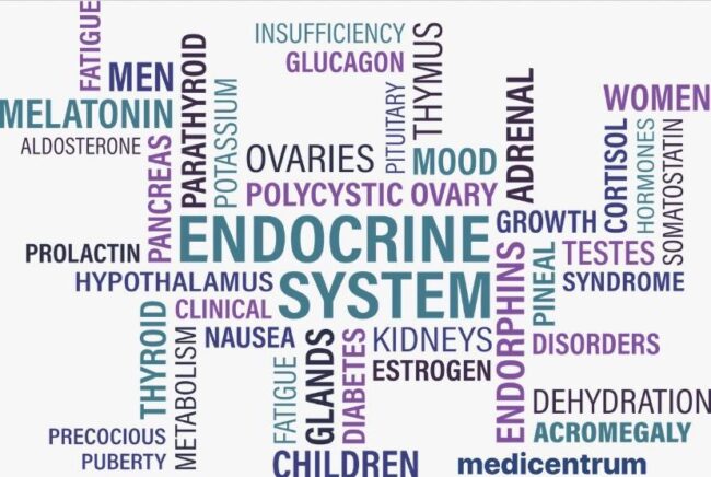 Endocrinologie